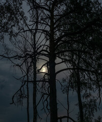 Night. Silhouettes of trees. The moon shines through the branches of the trees.