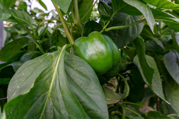 close up green pepper and leafs