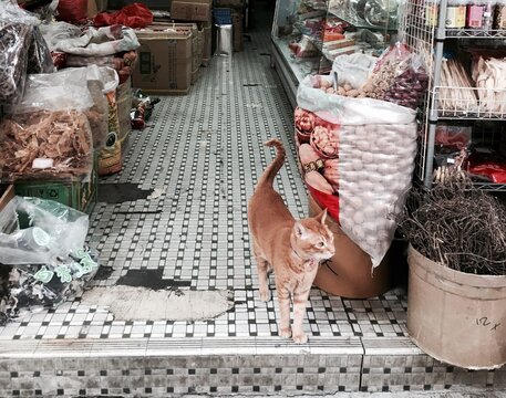 Cat on Hong Kong bazaar porch