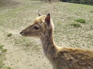 fallow deer