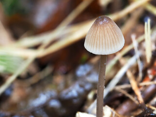 A single bonnet mushroom