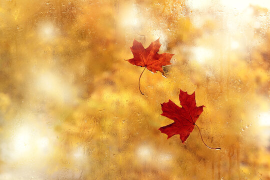 couple of maple leaves stuck to the wet glass after the rain. autumn view from the window