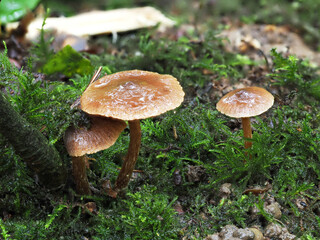 Mushrooms growing on the forest floor