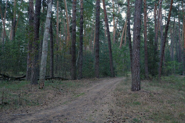 Obraz premium road in a pine forest