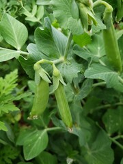 sugar snap peas growing with plants in the background