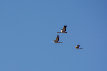 Eurasian Cranes flying over Israel at Agmon Hahula National Park in Israel