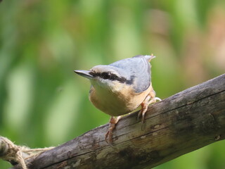 Eurasian nuthatch (Sitta europaea) standing on a tree branch looking at the camera