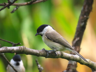Fototapeta premium Marsh tit (Poecile palustris) perching on a beautiful tree branch.