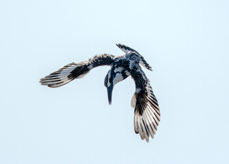 pied kingfisher in wildlife of Pakistan 