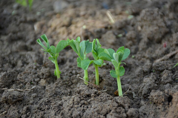 bunch the small ripe green peas plant seedlings in the garden.