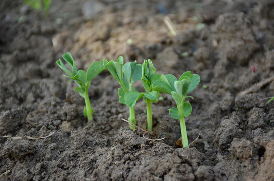 bunch the small ripe green peas plant seedlings in the garden.
