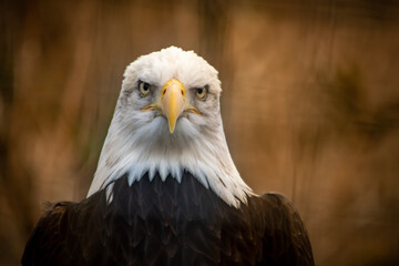 Fototapeta premium Seeadler Close up II