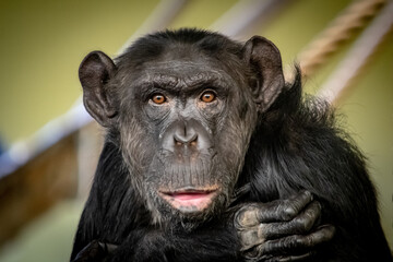 Schimpanse Portrait II