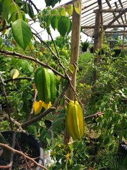 fresh star fruit