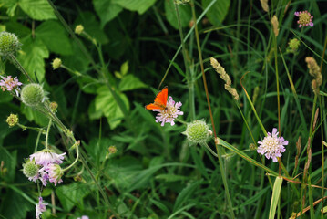 Butterfly Lycaenidae orange sitting on young Knautia arvensis flower hidden by grass.