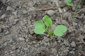 the small ripe green spinach plant seedlings in the garden.