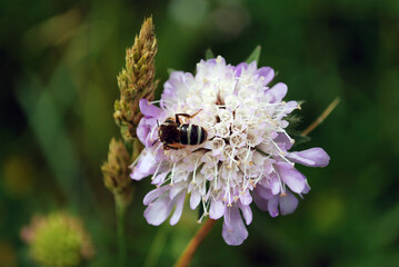 Some insect bee or fly sitting on Knautia flower with some grass seeds in background.