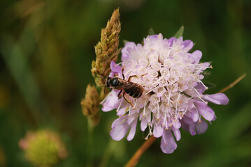 Some insect bee or fly sitting on Knautia flower with some grass seeds in background.