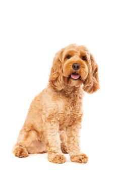 brown cockapoo dog