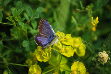 Blue butterfly sitting on euphorbia flower with green grass in background.