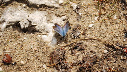 One blue butterfly Phengaris teteius sitting on sang wits some grass and limestone parts.