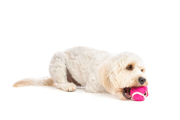 white mixed breed dog