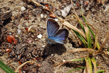 One blue butterfly Phengaris teteius sitting on sang wits some grass and limestone parts.
