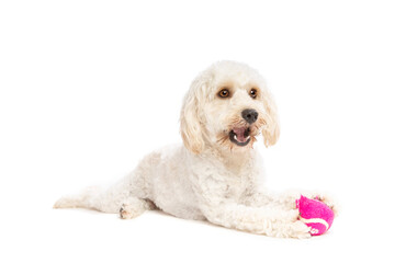 white mixed breed dog
