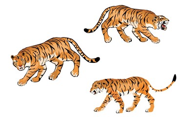 Set of vector tigers isolated on white, colorfull.