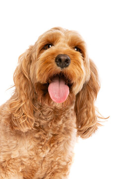 brown cockapoo dog