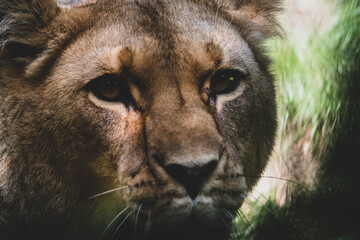 Löwe im Tierpark IV