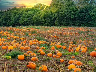 Fresh harvested pumpkins ready for sale