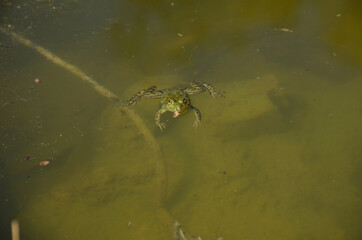 the small brown frog melt with clay in the water.
