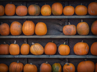Fresh harvested pumpkins ready for sale