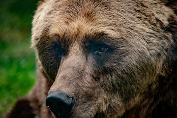 Obraz premium Braunbär im Tierpark VI