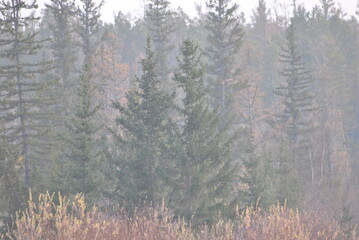 
autumn forest in fog