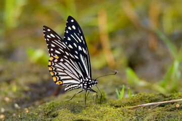 The Common Mime - Chilasa clytia or Papilio clytia, swallowtail butterfly found in south and southeast Asia, subgenus Chilasa, the black-bodied swallowtails, Batesian mimic among the Indian butterflie