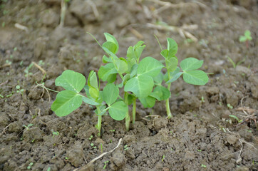 bunch the small ripe green peas plant seedlings in the garden.