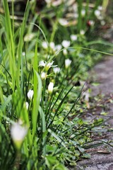 dew on grass