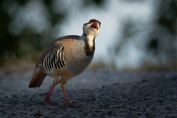 Chukar (Alectoris chukar) on the rock in Corfu, Greece. Chukar partridge (Alectoris chukar), or simply chukar, is a Palearctic upland gamebird in the pheasant family Phasianidae