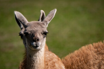 Lama Nahaufnahme