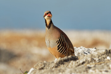 Chukar (Alectoris chukar) on the rock in Corfu, Greece. Chukar partridge (Alectoris chukar), or simply chukar, is a Palearctic upland gamebird in the pheasant family Phasianidae