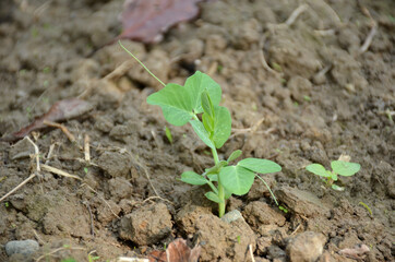 the small ripe green peas plant seedlings in the garden.