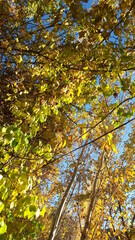 autumn leaves in the sun