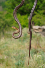 Aesculapian Snake - Zamenis longissimus, Elaphe longissima, nonvenomous olive green and yellow snake native to Europe, Colubrinae subfamily of family Colubridae. Resting on the grapevine in vineyard