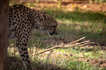 Gepard im Tierpark II