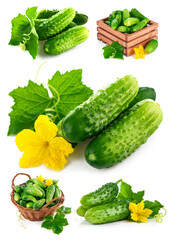 Collage mix set of Fresh cucumber in wooden box with green leaf and flower. Isolated on white background.