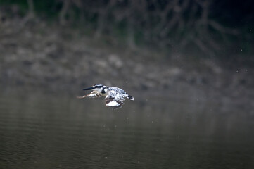 pied kingfisher in flight 