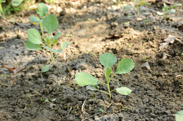 bunch the small ripe green cabbage plant seedlings in the garden.