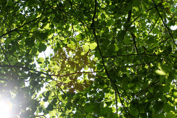 Fototapeta na wymiar sunlight though the trees